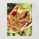 Recherche de tulipes blanches cartes postales Printemps