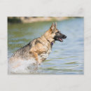 Recherche de bergers cartes postales Chien