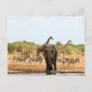 Recherche de éléphant africain cartes postales Zèbre