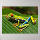 Recherche de cute frog art Animal