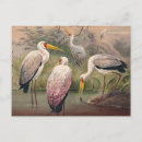 Recherche de ibis cartes postales Nature
