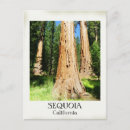 Recherche de séquoias cartes postales Photographie