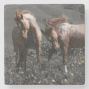 Recherche de étalon dessous de verres Chevaux