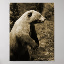 Recherche de ours brun posters Nature