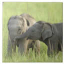 Recherche de indiens carreaux Éléphant