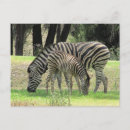 Recherche de zèbre bébé cartes postales Nature