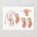 Recherche de sacrum Coccyx