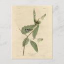 Recherche de jaune et noir cartes postales Oiseau