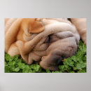 Recherche de pei shar posters Chiot