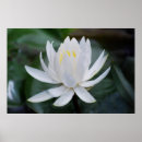 Recherche de waterlily Lotus