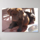 Recherche de chiot labrador chocolat art Chiots
