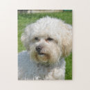 Recherche de bichon frise puzzles Animal