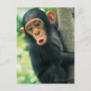 Recherche de chimpanzé cartes postales Faune