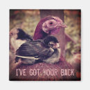 Recherche de poules magnets Volaille