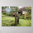 Zoek naar van olifanten posters India