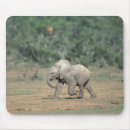 Recherche de éléphant bébé tapis souris Nature