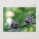 Recherche de épervier cartes postales Nature