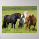 Zoek naar ijslandse paarden posters Ranch