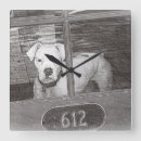 Recherche de chien horloges Noir et blanc