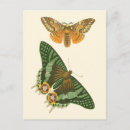 Recherche de vision cartes postales Papillons