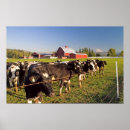 Recherche de vache posters Washington