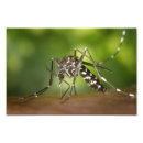 Zoek naar mug kunst Insect