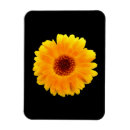 Recherche de fleur jaune magnets Fleurir