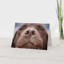 Recherche de chocolat labrador retriever vœux cartes Mignon