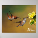 Zoek naar hummingbird posters Vogelfoto