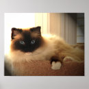 Recherche de grands chats posters Félin