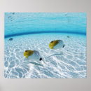 Recherche de underwater posters Fish