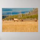 Recherche de wapitis posters Sauvage