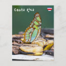 Zoek naar malachiet briefkaarten Vlinder
