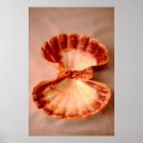 Recherche de mollusque marin posters Mer