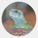 Recherche de lézard autocollants Animal