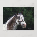 Recherche de appaloosa cartes postales Équestre