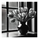 Recherche de tulipes blanches art Photographie