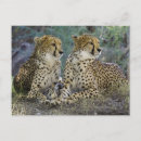 Recherche de jaguar animal cartes postales Félin