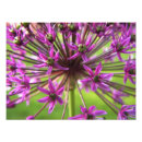 Zoek naar allium bloemen posters Natuur