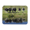 Recherche de vaches magnets Champ