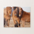 Zoek naar ijslandse paarden puzzels Europa