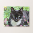 Recherche de minou noir Rose