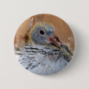 Zoek naar duiven buttons Vogel