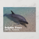 Zoek naar dolfijn ontwerp briefkaarten Zeeleven