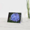 Zoek naar vintage botanisch kaarten Hydrangea