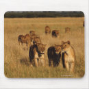 Recherche de le botswana tapis souris Dehors