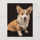 Recherche de animal portrait cartes postales Mignon