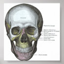 Zoek naar schedel posters Anatomie