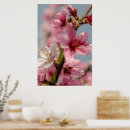 Zoek naar japanse sakura posters Bloemen