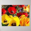 Recherche de tulipe rouge posters Fleurs